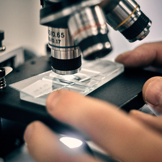 Checking a sample under a microscope at the You + I brewery